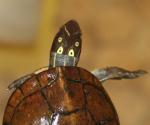 Female Sacalia quadriocellata
Asian Four Eyed Turtle
 